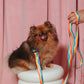 Rainbow Wiggle Dog Leash