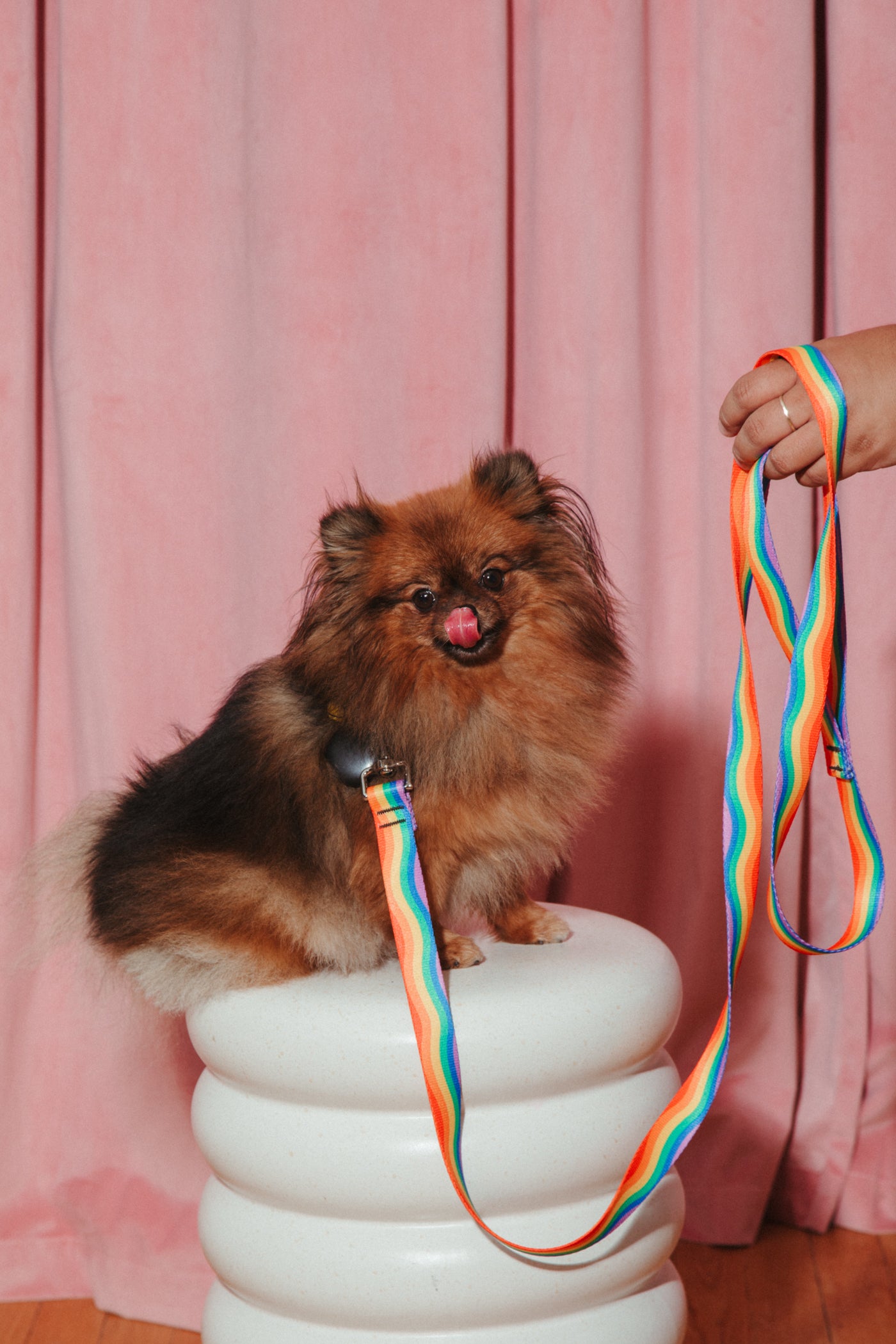 Rainbow Wiggle Dog Leash