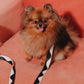 Wiggle Dog Leash