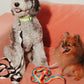 Rainbow Wiggle Dog Leash
