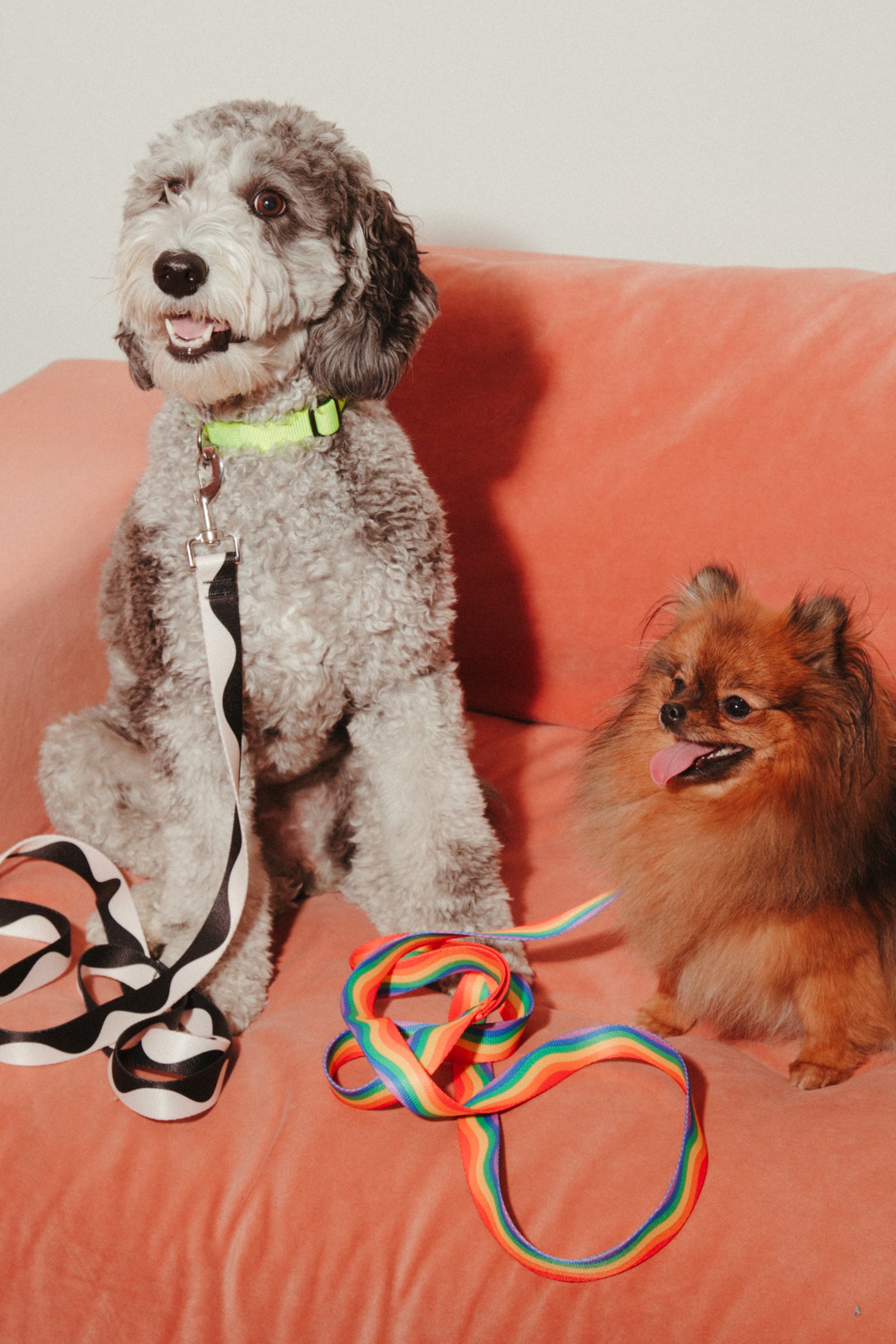 Rainbow Wiggle Dog Leash