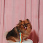 Rainbow Wiggle Dog Leash