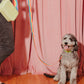 Rainbow Wiggle Dog Leash