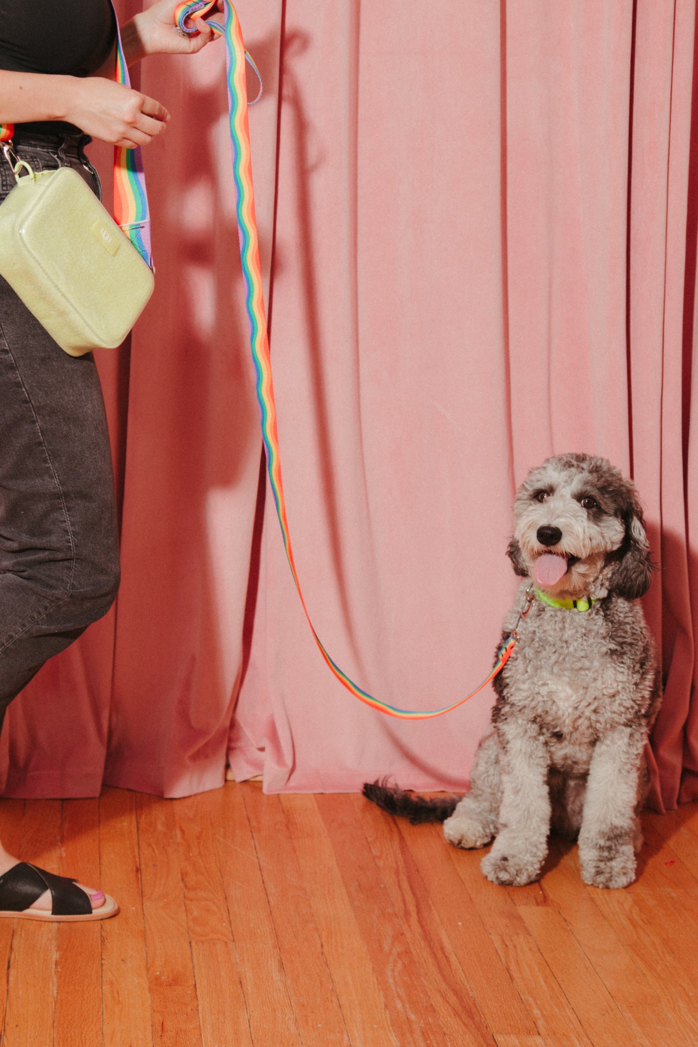 Rainbow Wiggle Dog Leash